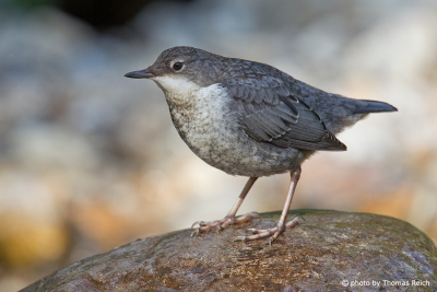 White-throated Dipper weight