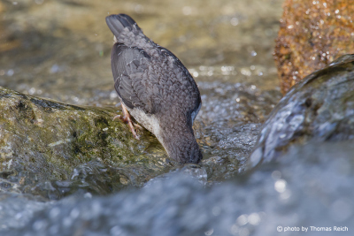 White-throated Dipper dives head into water