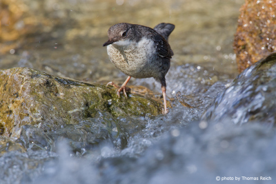 White-throated Dipper watching