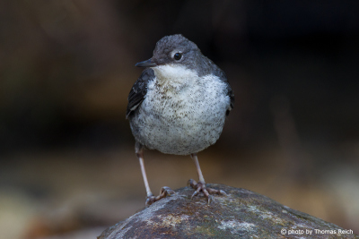White-throated Dipper bird in Germany