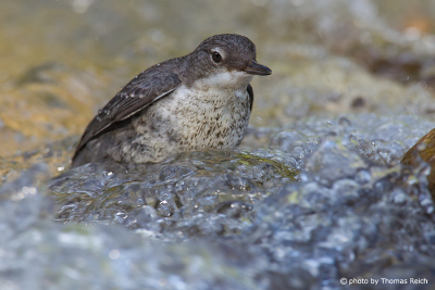 White-throated Dipper swimming