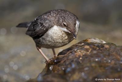 White-throated Dipper looking for food