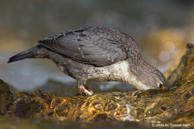 White-throated Dipper foraging underwater