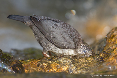 White-throated Dipper diving for insects