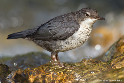 White-throated Dipper diet