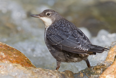 White-throated Dipper at waterfall