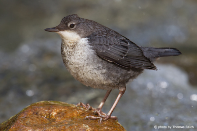 White-throated Dipper body size