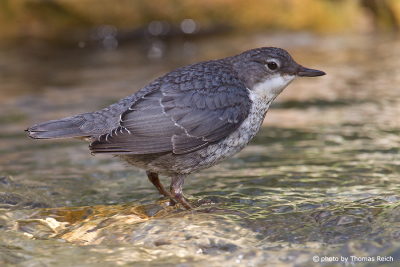 White-throated Dipper plumage