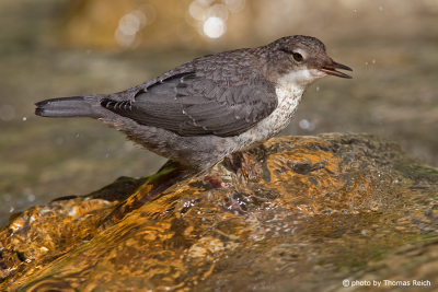 White-throated Dipper at the river
