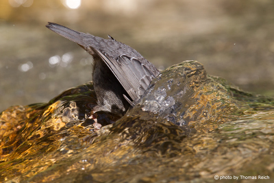 White-throated Dipper diving
