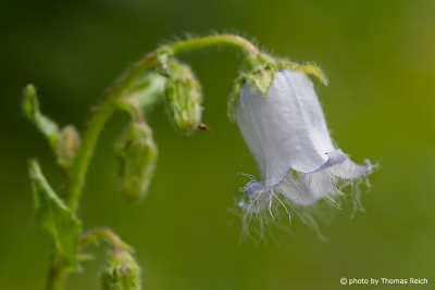 Weiße Glockenblume, Campanula