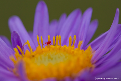 Aster blossom with red insect