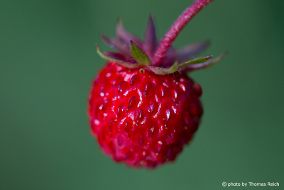Wild Strawberry edible