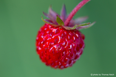 Wild red Strawberry