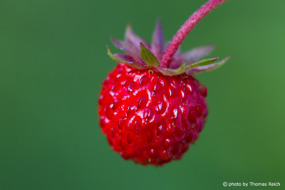 Red wild Strawberry