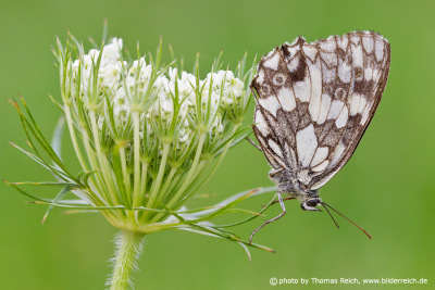 Marbled White appearance