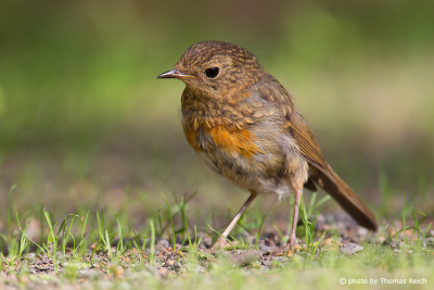 Young Robin Redbreast in the garden