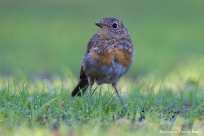 Robin Redbreast young