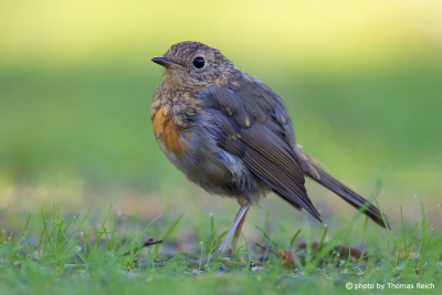 European robin bird after breeding season