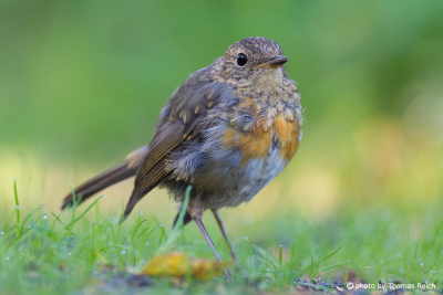 Juvenile Robin Redbreast stands on meadow