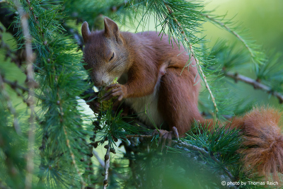 Red Squirrel appearance