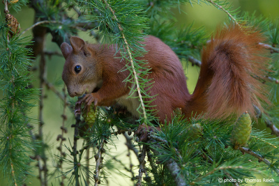 Red Squirrel eating in the forest tree