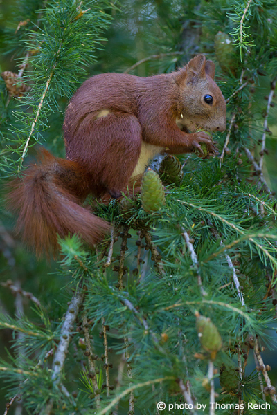 Red Squirrel sits on larch branch