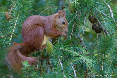 Red Squirrel eats larch cones