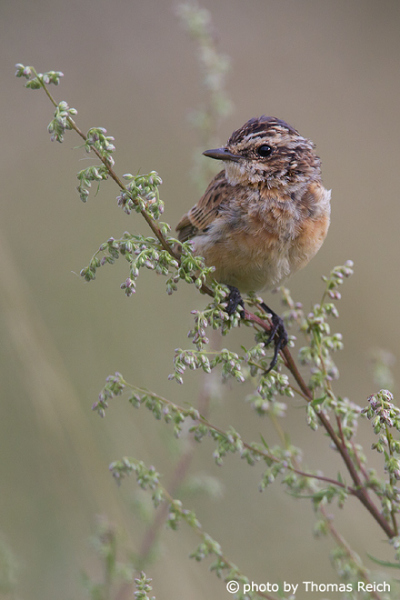 Whinchat voice