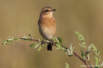 Whinchat plumage