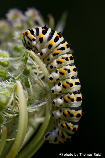 Old World Swallowtail caterpillar eating
