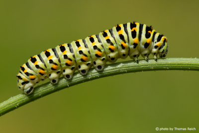Old World Swallowtail caterpillar appearance