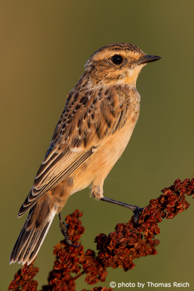 Whinchat close to the nest