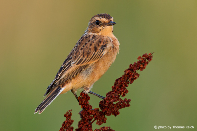 Whinchat feeds on insects