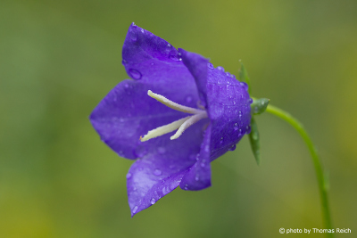 Purple Bellflower, Campanula