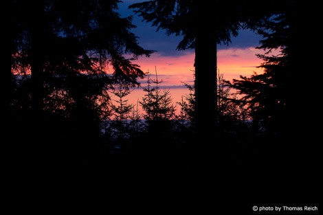 Silhouette Tannenwald vor Sonnenuntergang