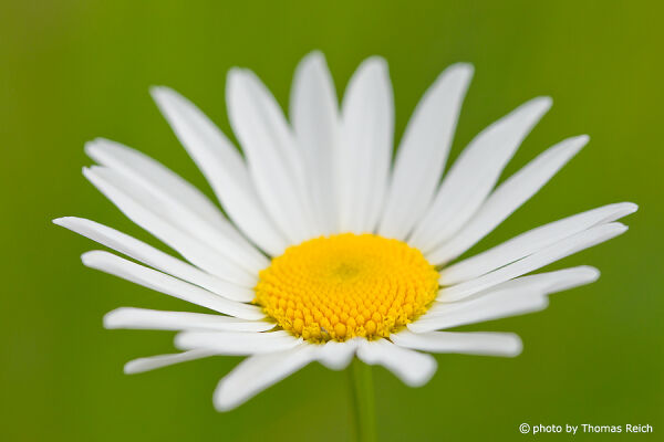 Marguerite blooming