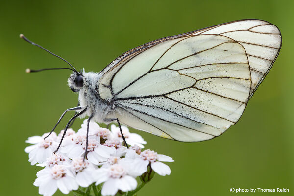 Black-veined white on the common yarrow