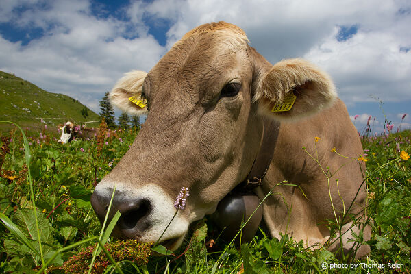 Brown cow lying on mountain meadow