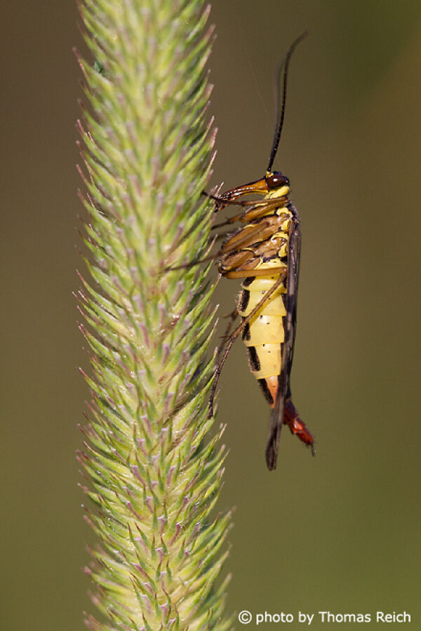 Common Scorpionfly prey