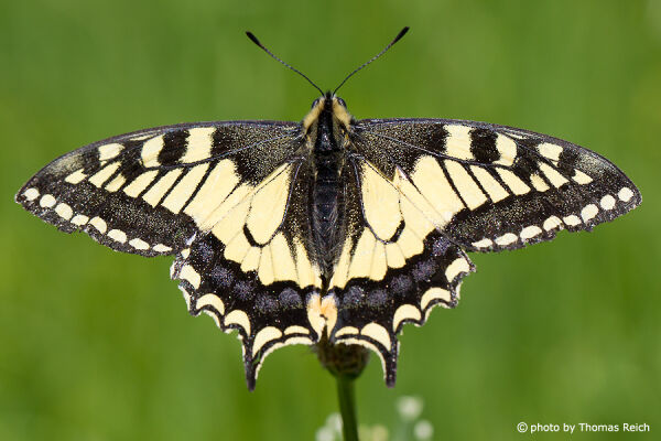 Old World Swallowtail wings yellow and black