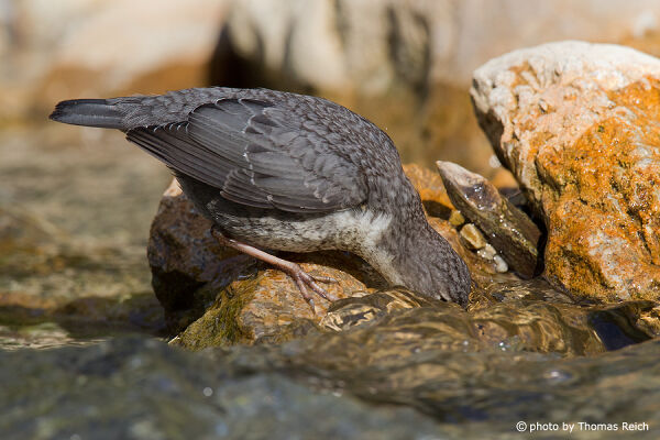 White-throated Dipper bird foraging