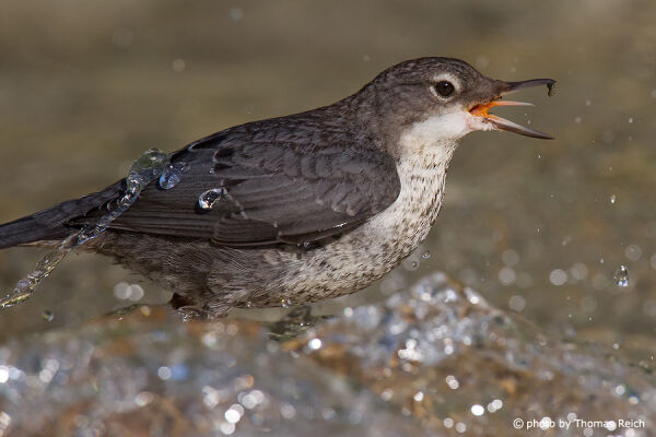 White-throated Dipper voice