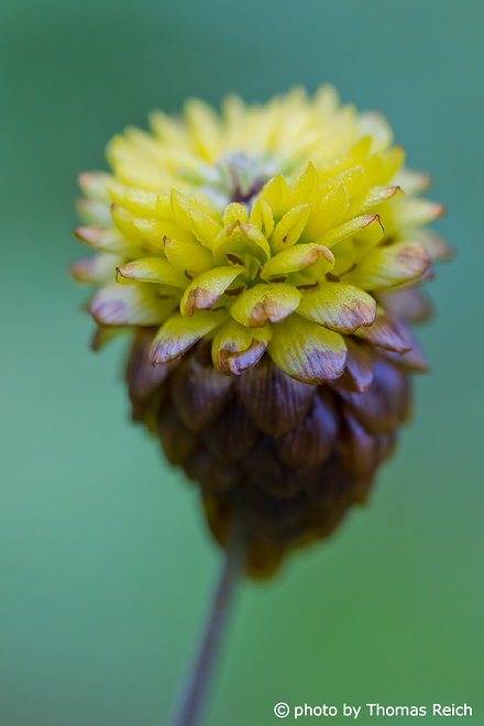 Braun-Klee, Trifolium badium