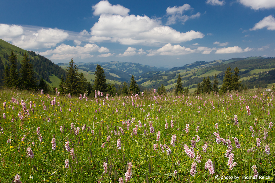 Flowers Bernese Oberland