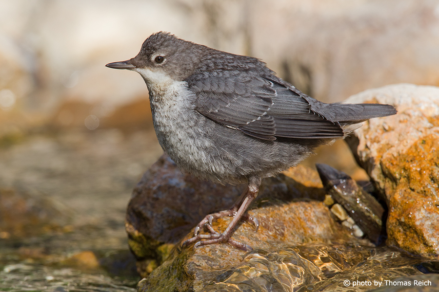 White-throated Dipper height