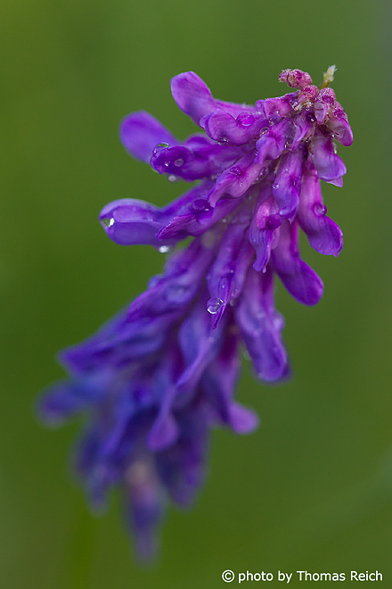 Purple, wild flower in meadow