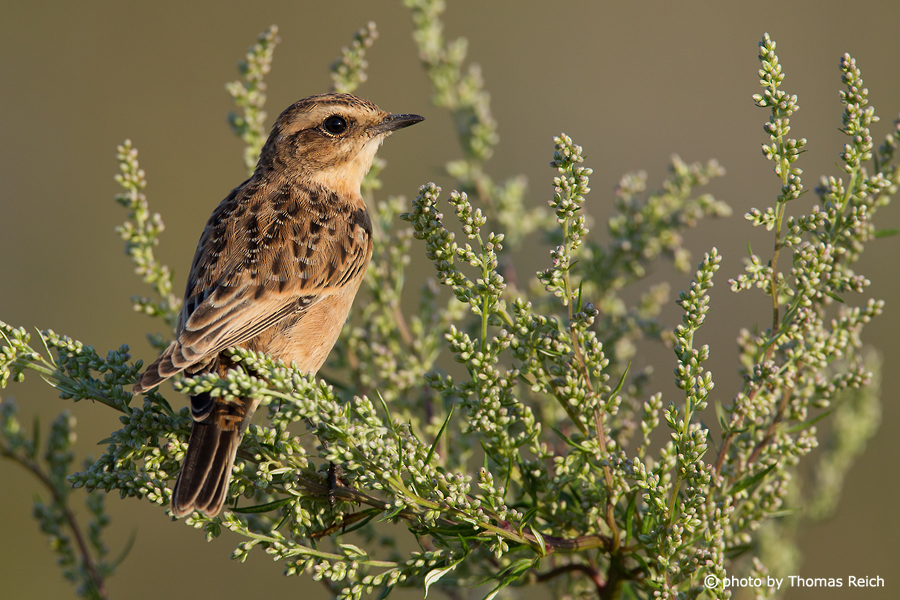 Adult Whinchat
