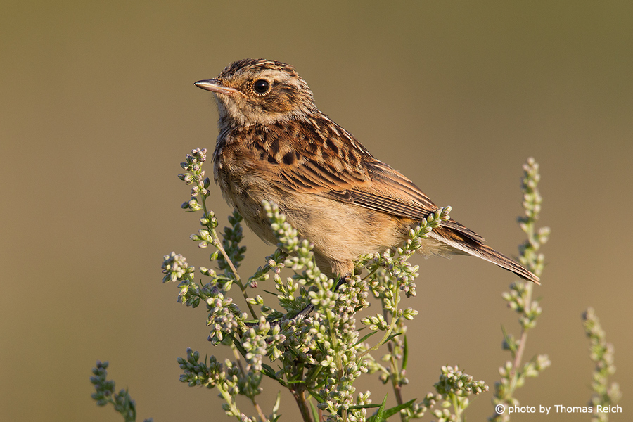 Whinchat appearance