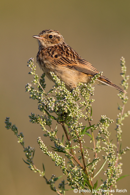 Whinchat song